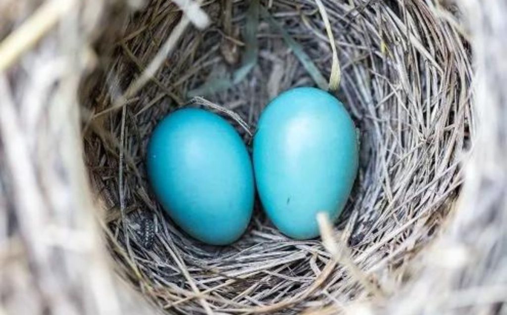21 Birds That Lay Blue Eggs