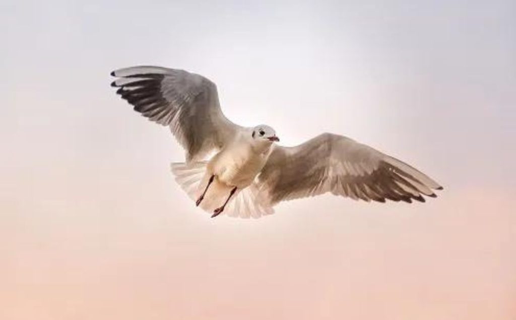 Birds in Dreams: A Psychological Perspective
