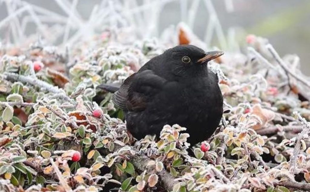 Blackbirds: The Egg Layers of the Marshland