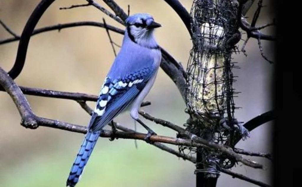 Blue Jays:  The Color-Coordinated Egg Layers