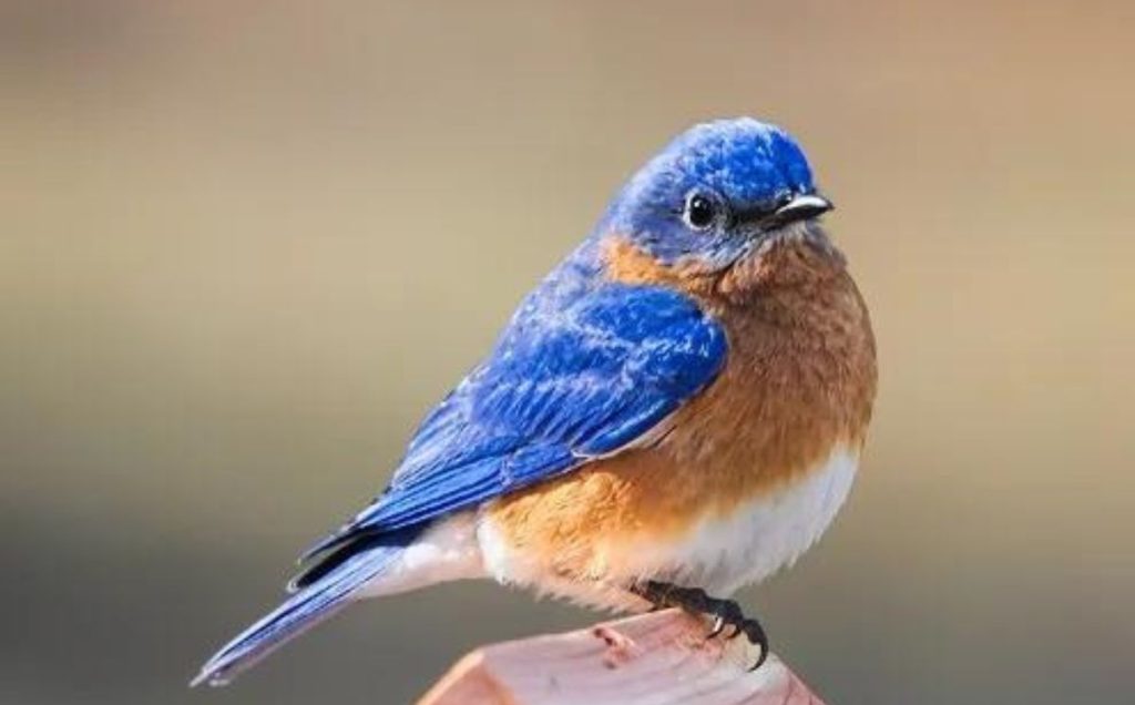 Bluebirds:  The Egg Layers Adorned with Blue Feathers