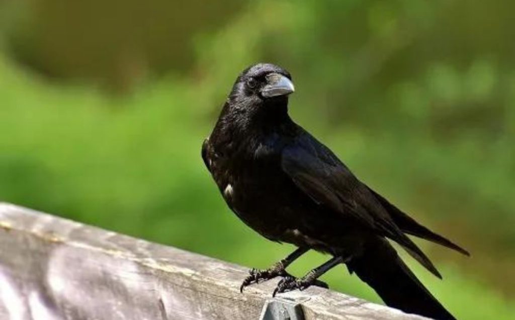 Crows: Intelligent Egg-Layers