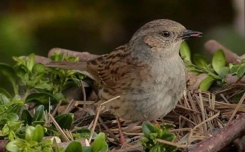 Dunnocks: The Shy Layers of Eggs