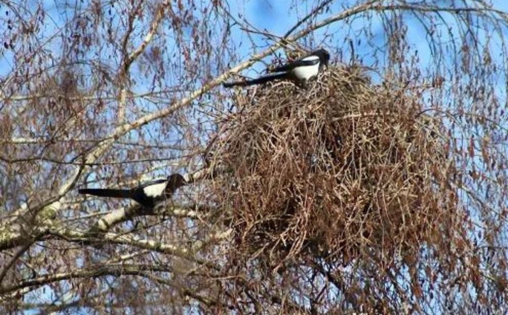 Egg Layers: The Nesting Magpies