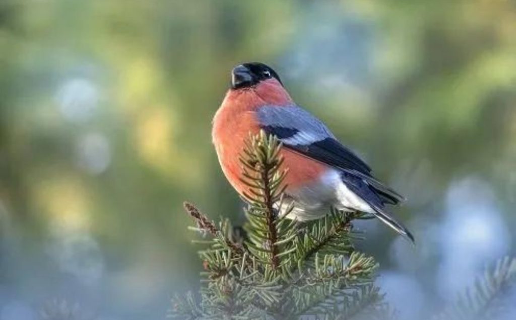 Eurasian Bullfinch: The Egg Layers Marked with Crimson