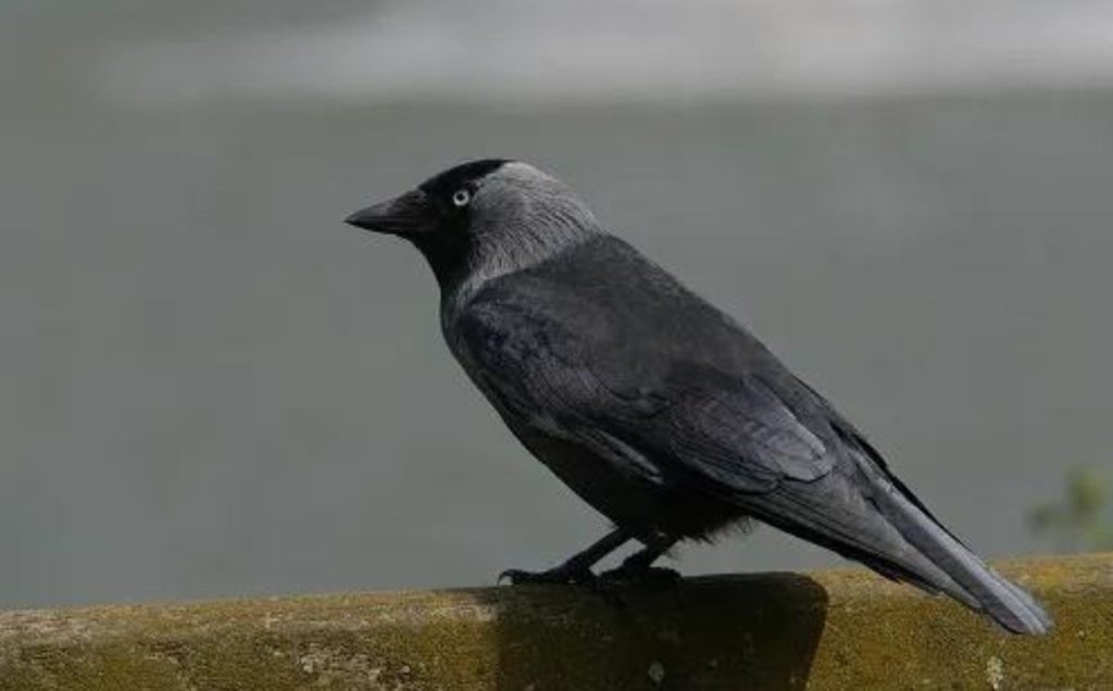 Eurasian Jackdaw: The Egg Layers of Europe