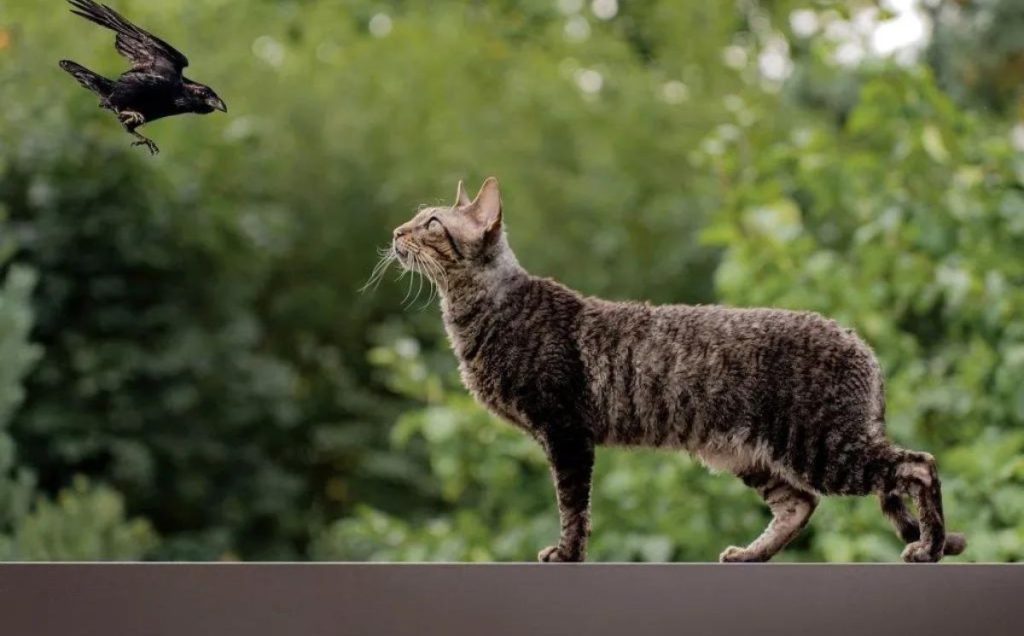 Feline Predators From Domestic Cats to Wild Bobcats