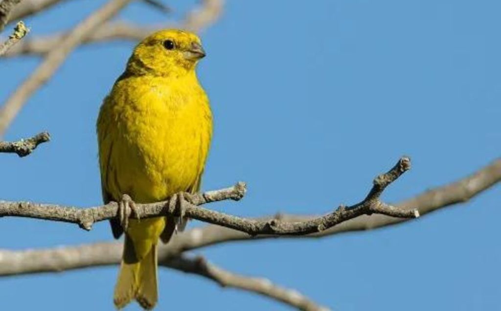 Goldfinches: Not as the Name Suggests!