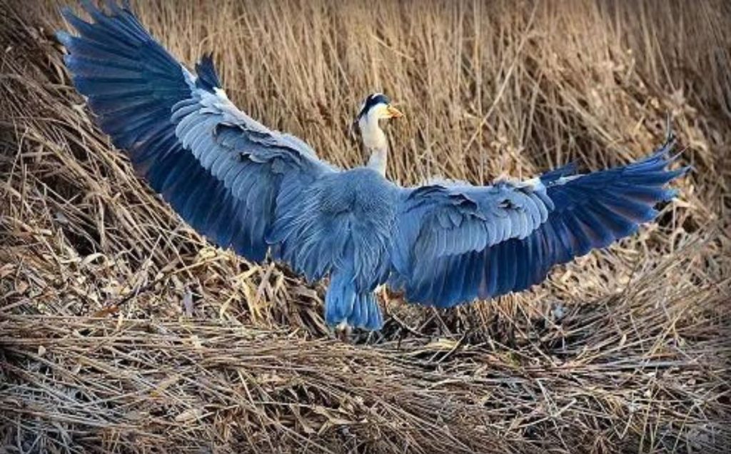Herons: The Majestic Egg Layers