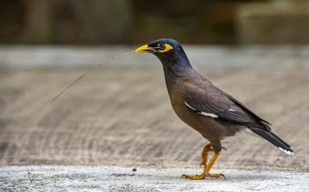 Imitative Egg-Layers: The Common Mynas