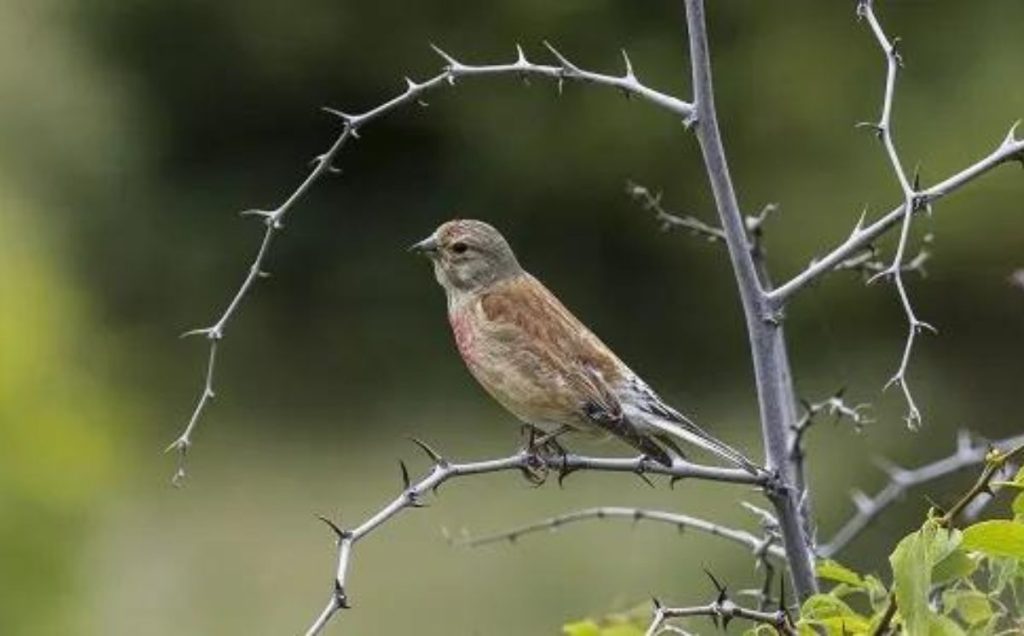 Linnets: Masters of the Artistic Egg-Laying Craft