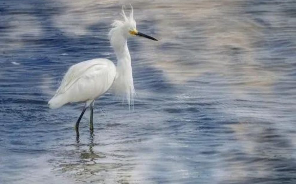 Snowy Egrets: The Water Bird Egg Layers