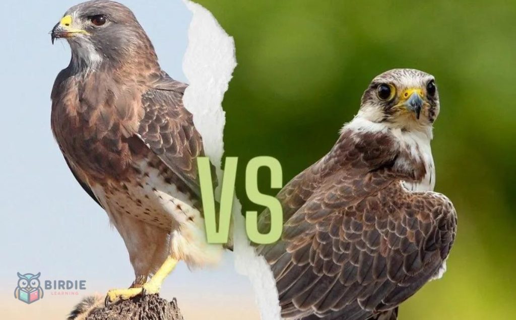 The Difference Between Hawks And Falcons