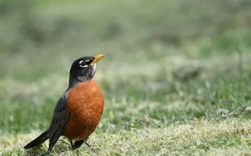 The Iconic Blue Egg Layer:  American Robins