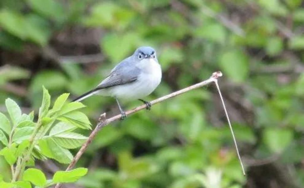 The Tiny Egg Layers:  Blue-Gray Gnatcatchers