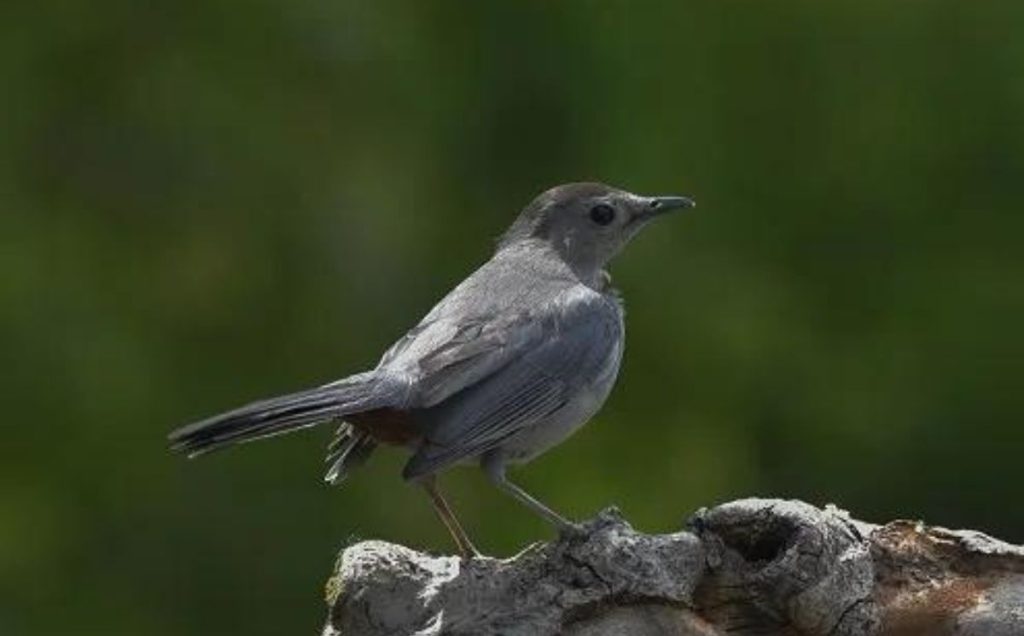 The Turquoise Egg Layers: Gray Catbirds