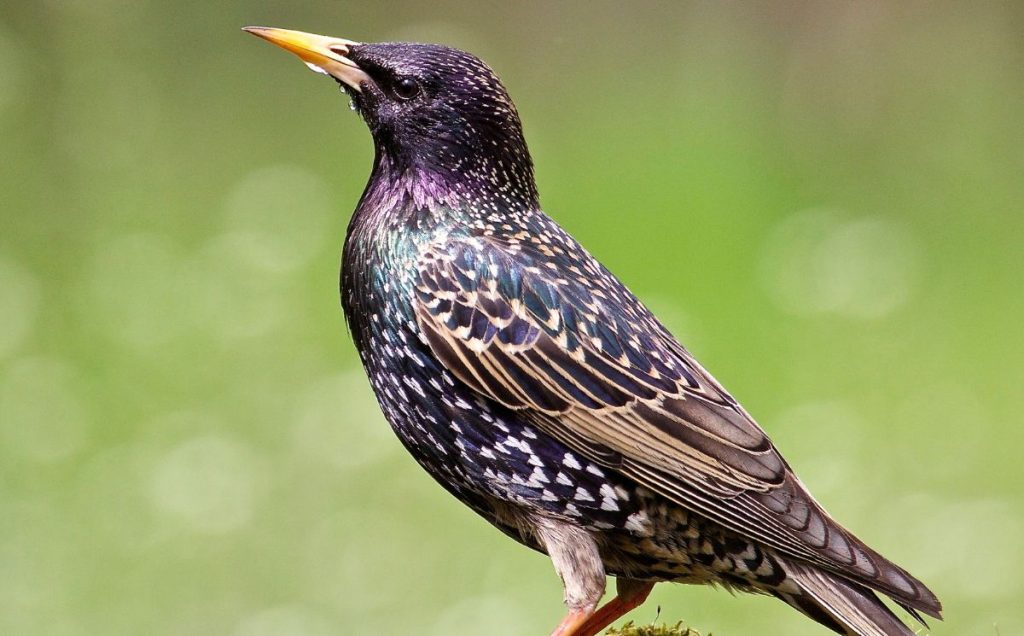 The Versatile Egg Layers European Starlings