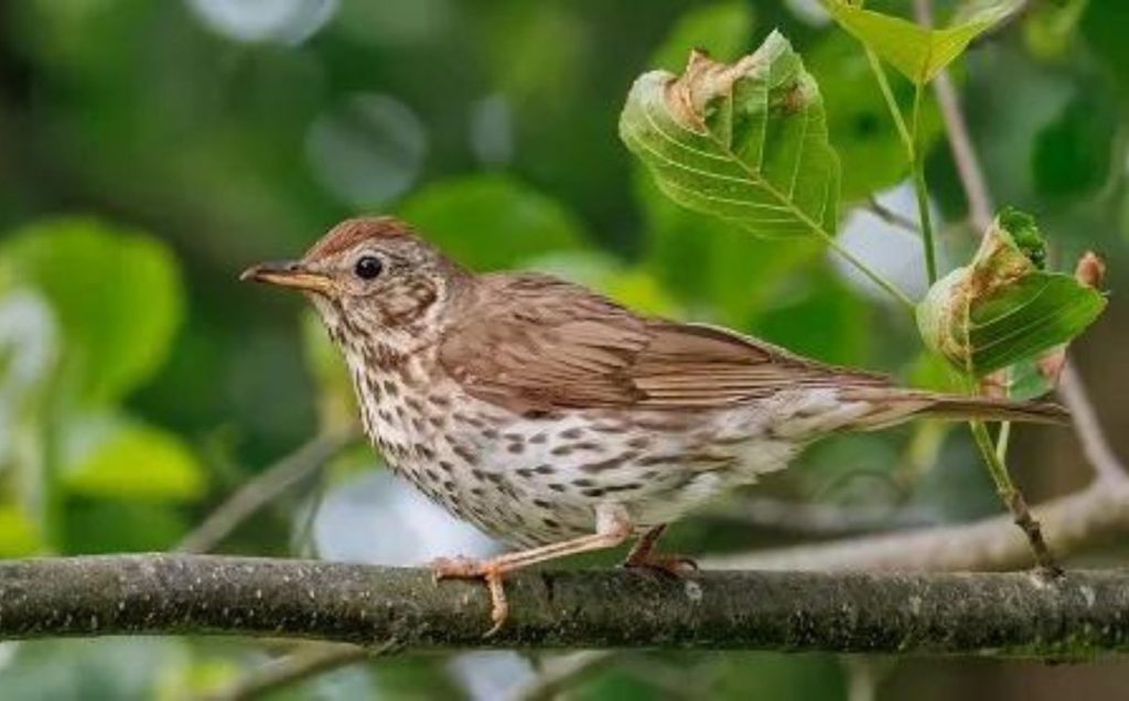 Thrushes: The Masters of Songbird Egg Laying