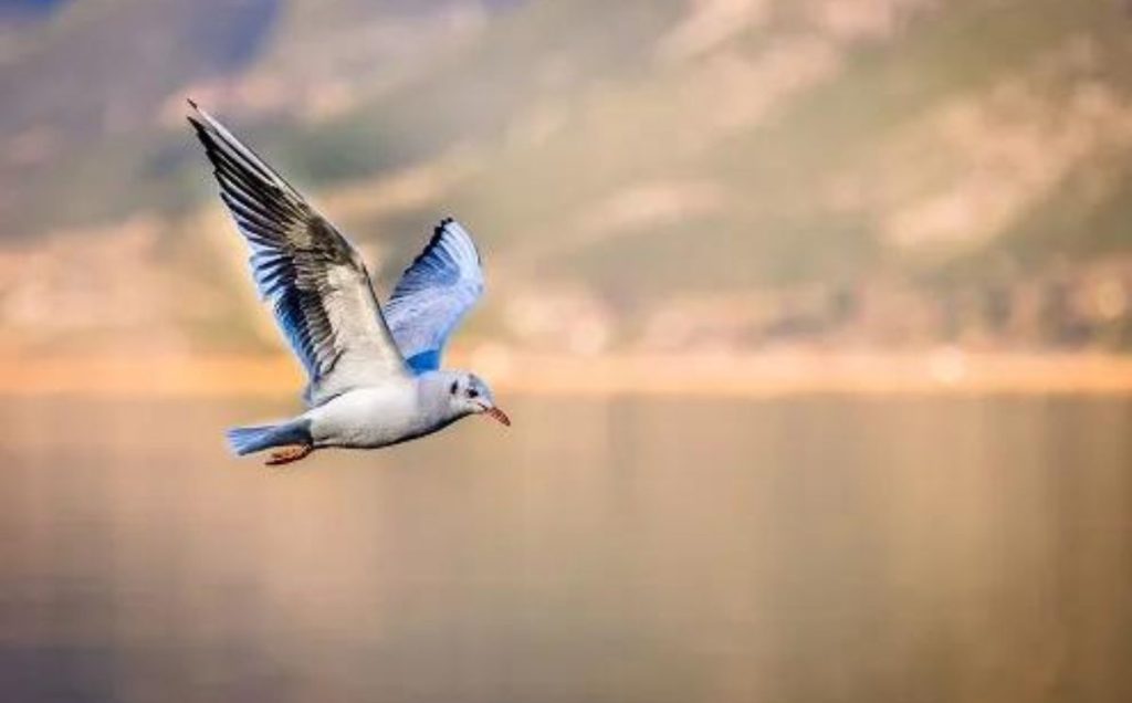 Unveiling the Mystery: What Do Dreams About Birds Symbolize