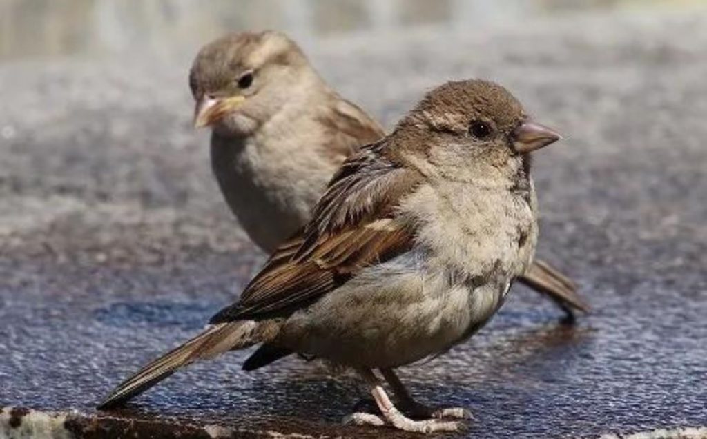 Urban Egg Layers: House Sparrows