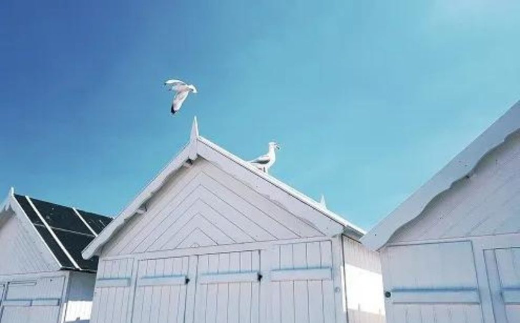 What Does It Mean When A Bird Flys Into Your Home