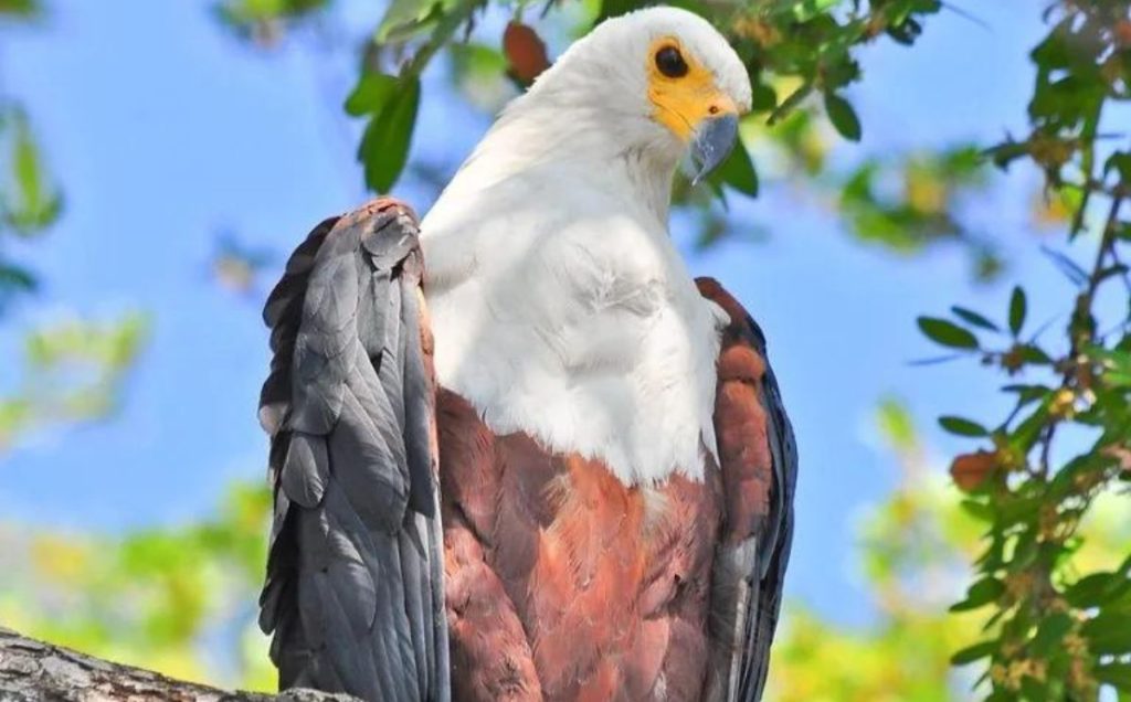 African Fish Eagle (Haliaeetus vocifer)