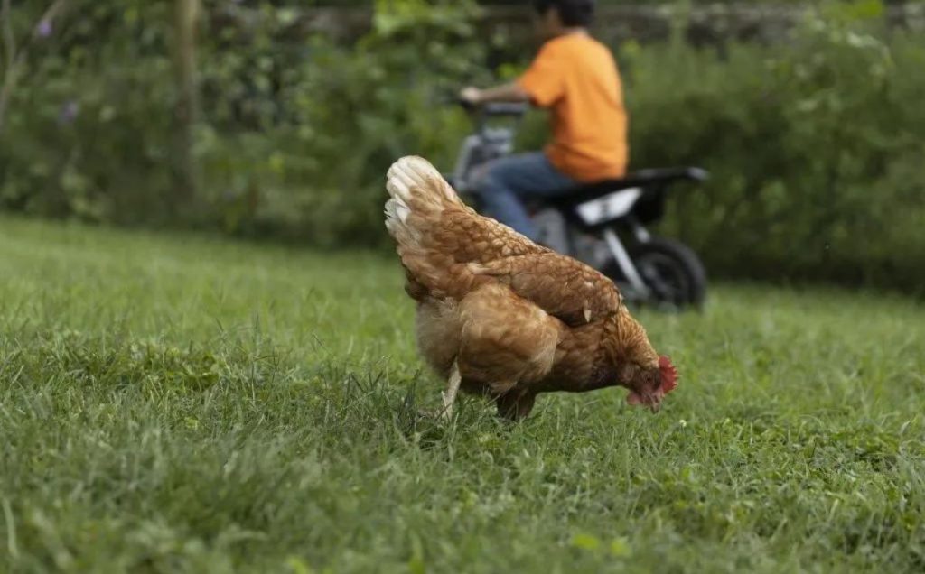 Alternatives to Cat Food_ High-Protein Foods for Chickens