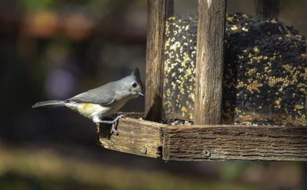 Avoiding Future Birds In The Attic