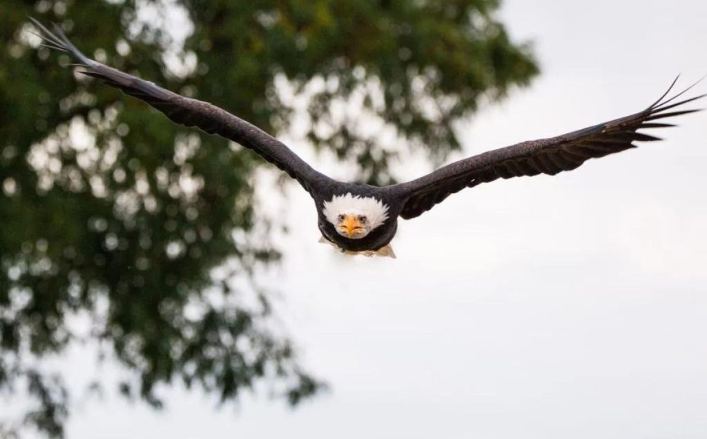 Bald Eagle (Haliaeetus leucocephalus)
