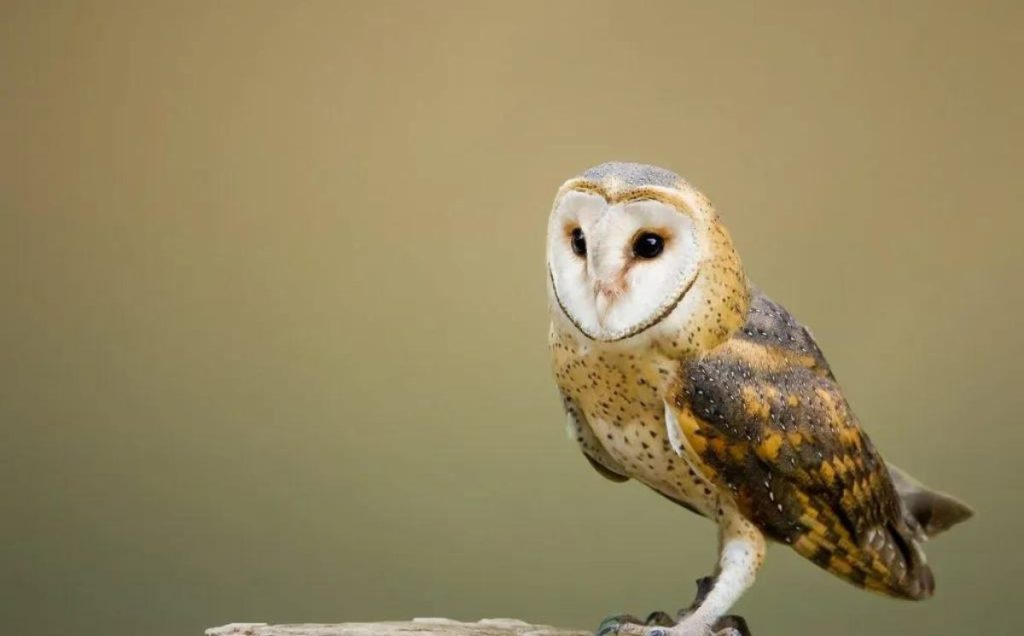 Barn Owl