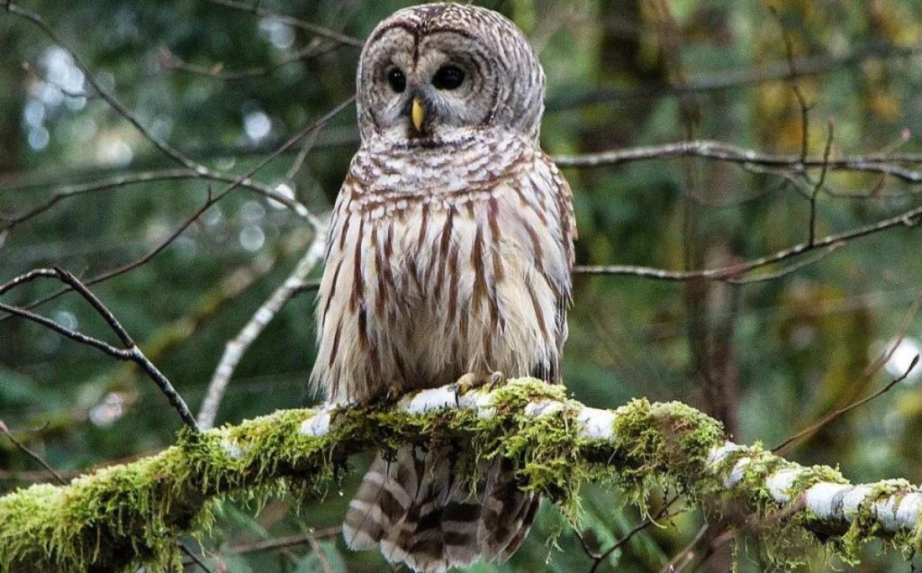 Barred Owl