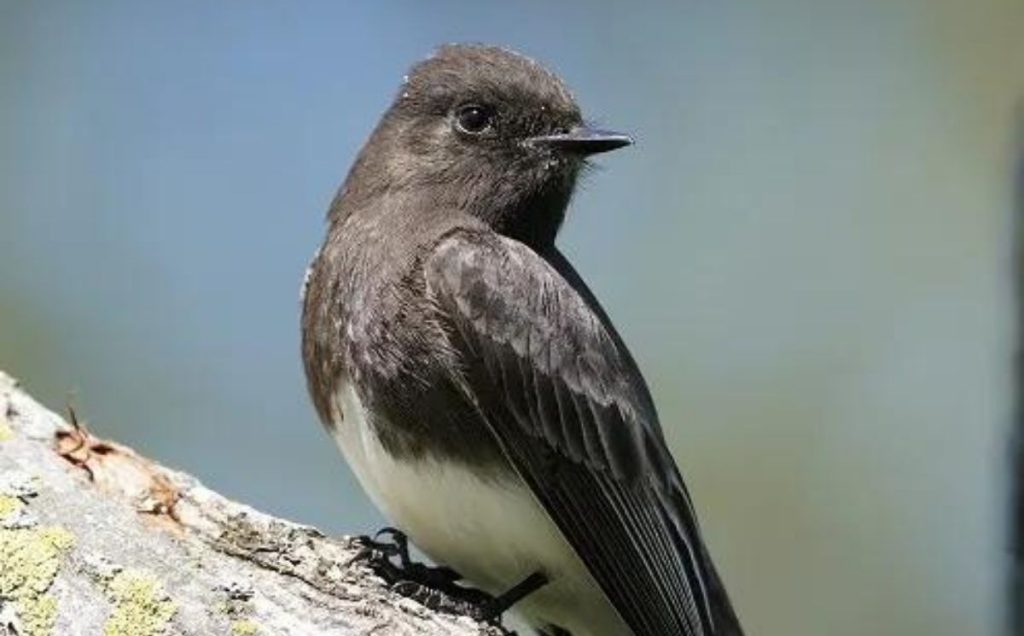 Black Phoebe