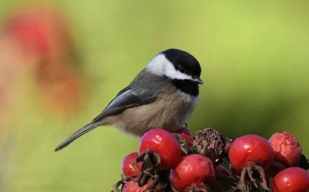 Black-capped Chickadee