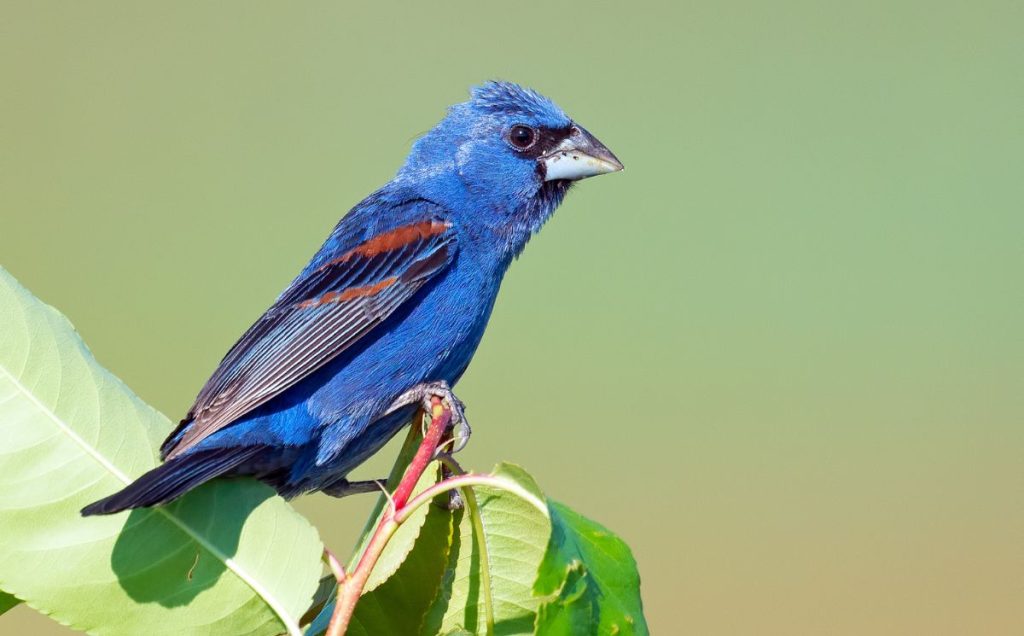 Blue Grosbeak