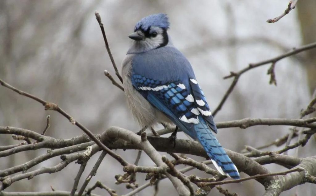 Blue Jay