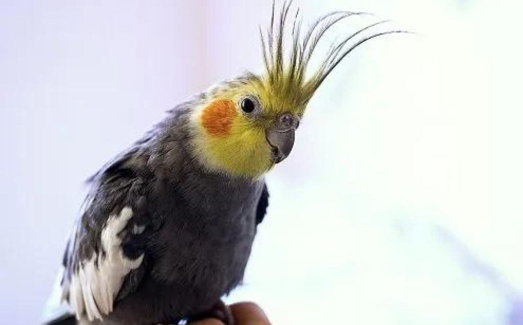 Cockatiel