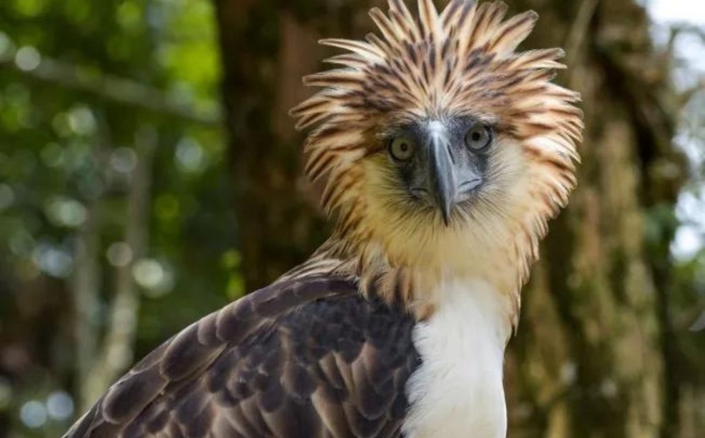 Crowned Eagle (Stephanoaetus coronatus)