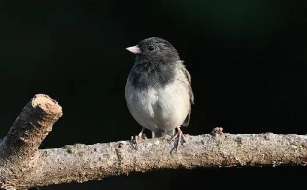 Dark-eyed Junco