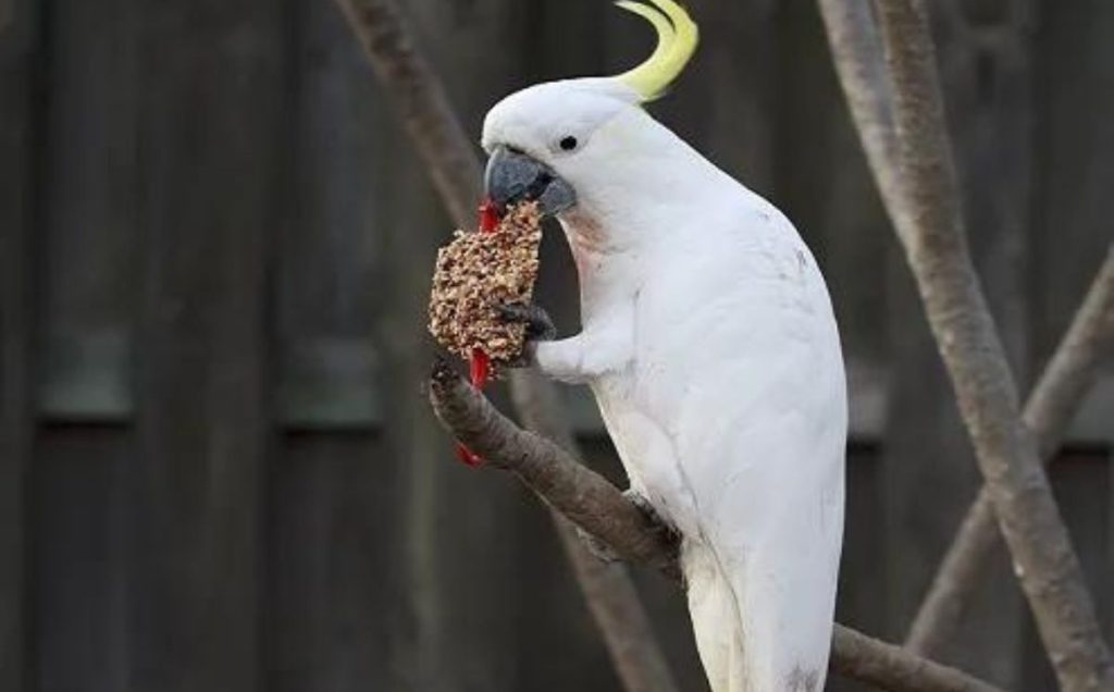 Diet