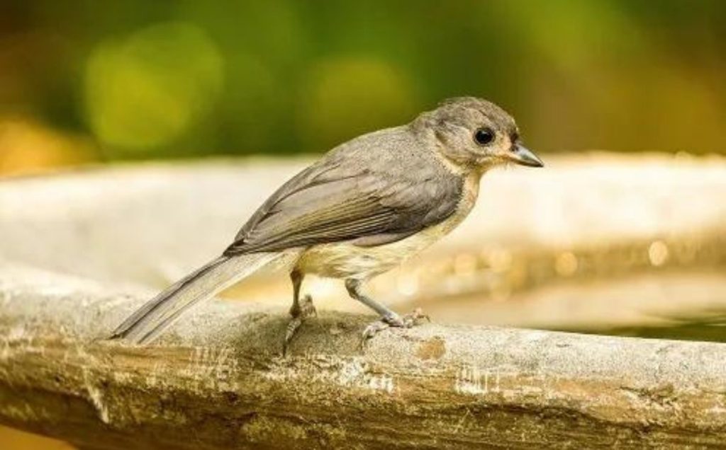 Eastern Phoebe