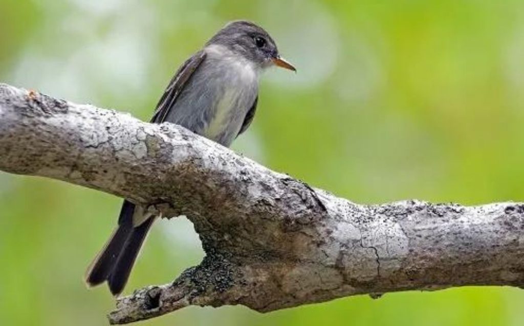 Eastern Wood-Pewee