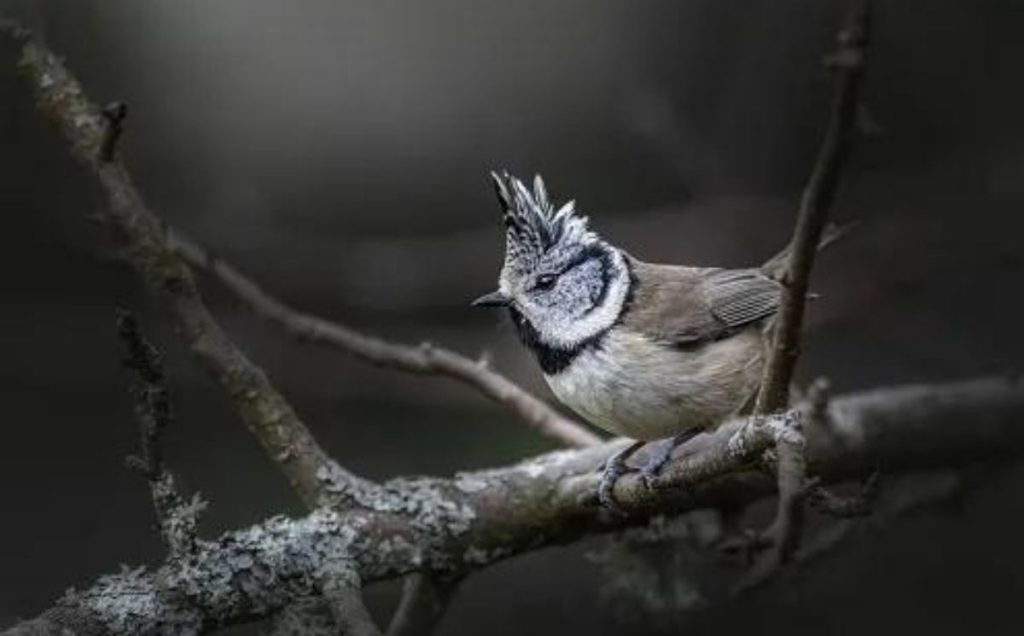 European Crested Tit