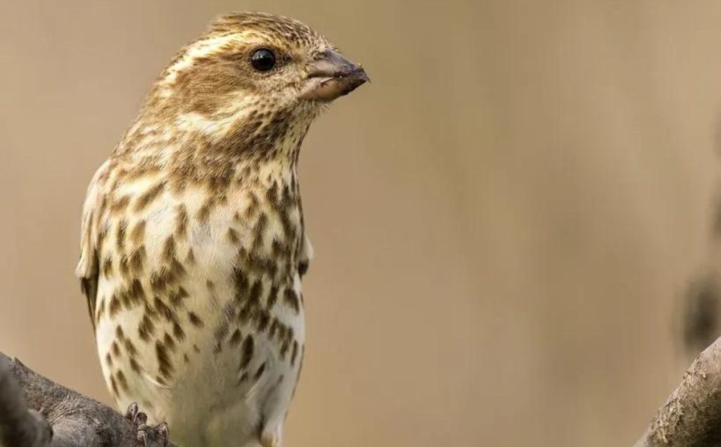 Female Purple Finch