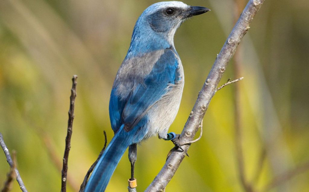 Florida Scrub Jay