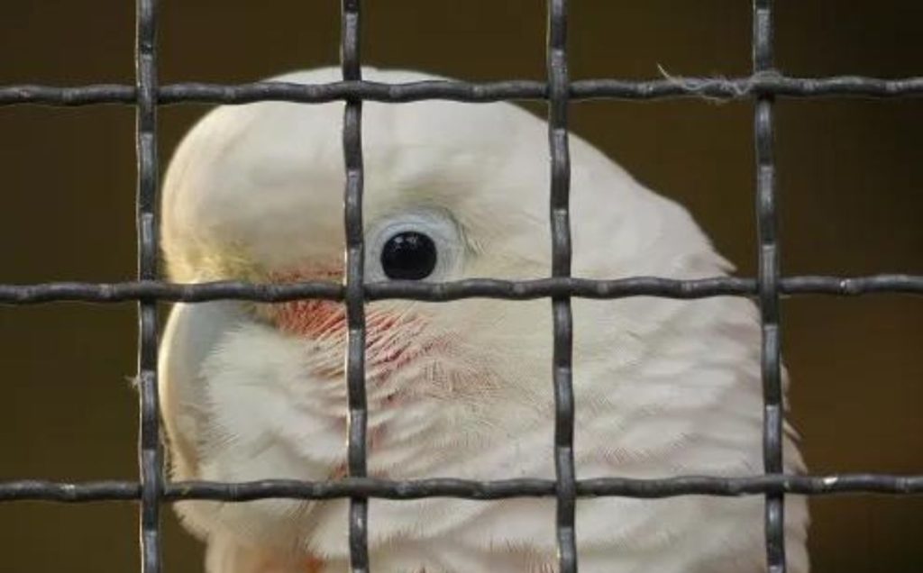 Goffin’s Cockatoo