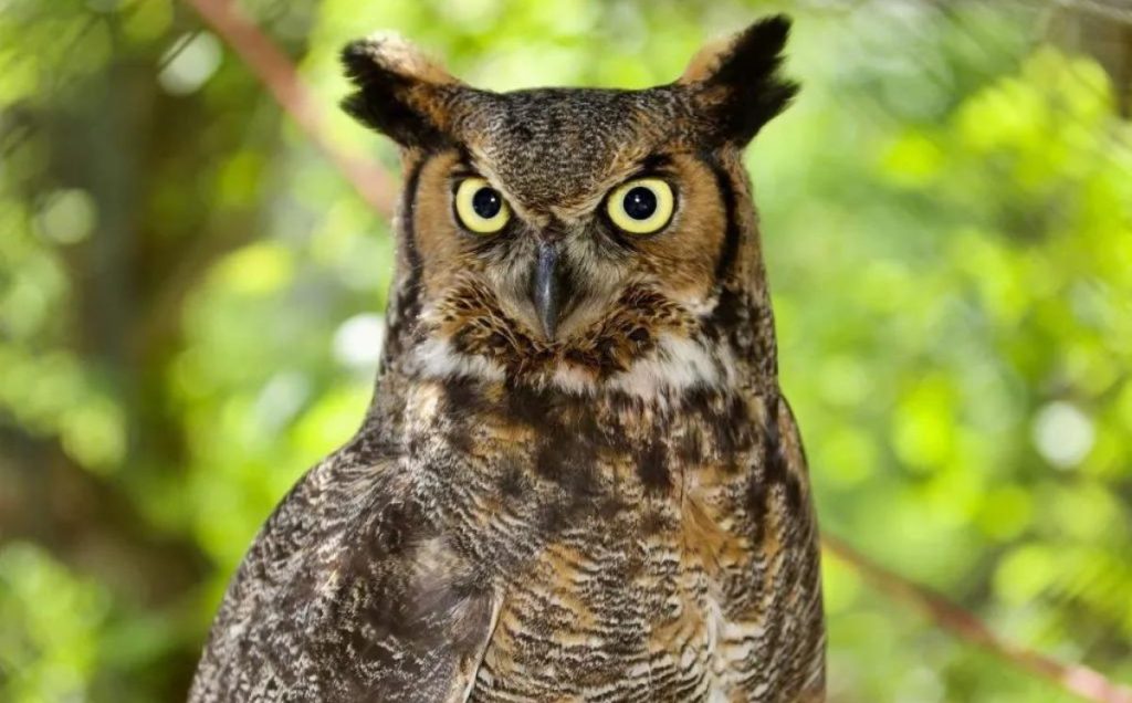 Great Horned Owl