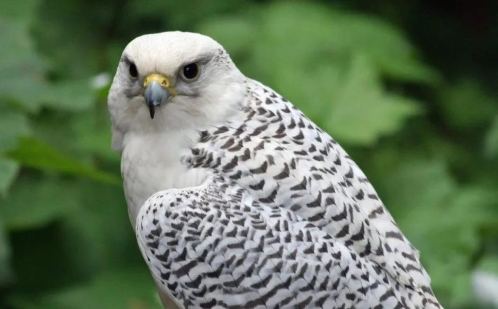 Gyrfalcon