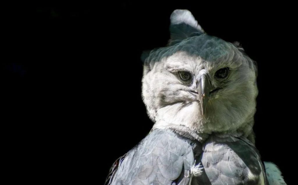 Harpy Eagle (Harpia harpyja)