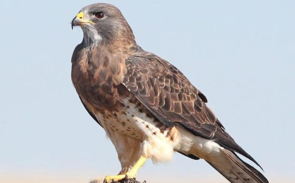 Hawks as Predatory Birds