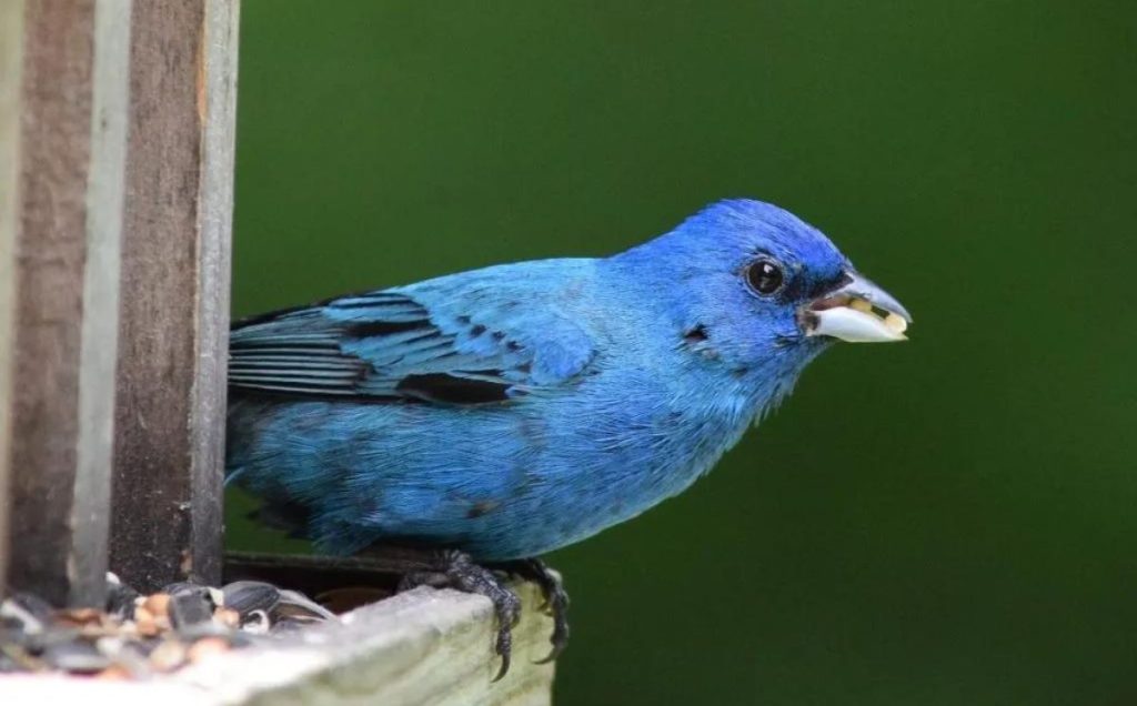 Indigo Bunting